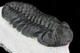 Austerops Trilobite - Morocco - Nice Eye Facets #79840-2